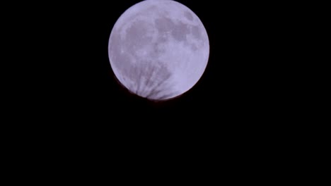 Full-moon-rising-from-behind-trees