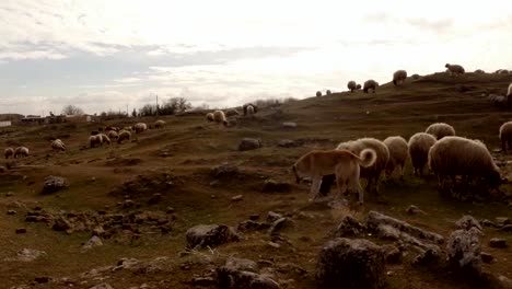 shepherd-dog-and-sheep-flock-on-the-hill-and-ruins