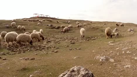 a-sheep-flock-and-a-dog-on-a-hill-on-the-ruins-of-an-old-fortress