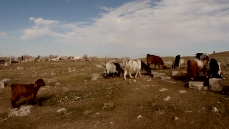 POV-Someone-is-watching-a-sheep-flock-on-a-hill-on-the-ruins-of-an-old-fortress