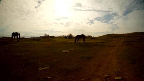 horses-graze-under-the-evening-sun,-East-of-Turkey,-border-with-Syria