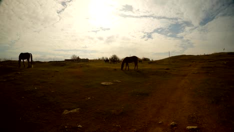 caballos-pastan-en-la-frontera-de-noche-sol,-este-de-Turquía,-con-Siria