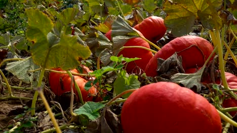 panorama-on-the-field-of-pumpkins