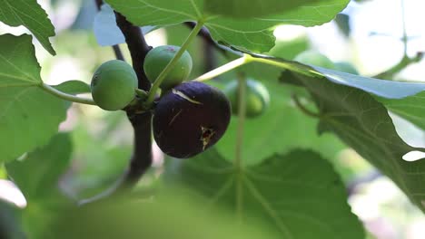 Ripe-common-figs-and-fig-leaves.-Dark-and-green-figs