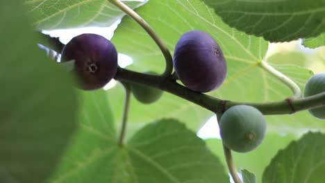 Feigenbaum-mit-dunklen-Früchten.-Schwarze-Mission-Feigen