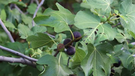 Feigenbaum-mit-dunklen-Früchten.-Schwarze-Mission-Feigen