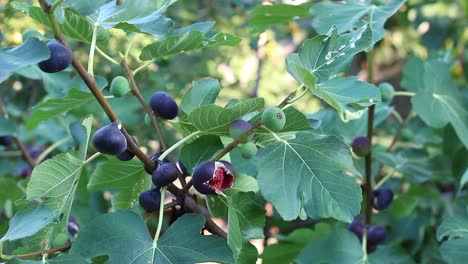 Fig-tree-with-dark-fruits.-Black-Mission-Figs