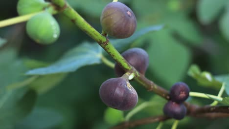 Fig-tree-with-dark-fruits.-Black-Mission-Figs