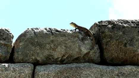 Lagarto-de-Machu-picchu-cerca-encima-de-zoom-en