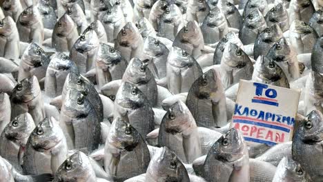 unusual-display-of-fresh-fish-at-athens-central-market