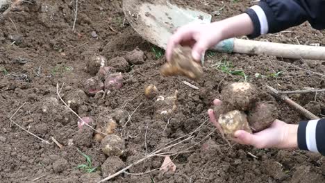 Raw-Jerusalem-artichokes-extracted-from-the-soil-a-man-collecting-artichokes-from-Raw-Jerusalem,