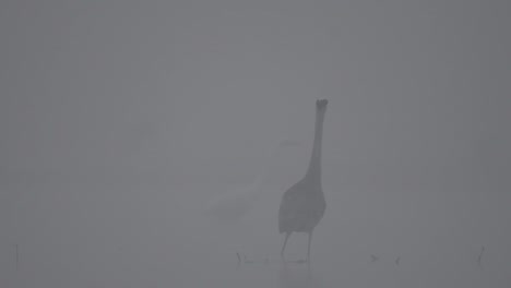 Gray-heron-in-misty-morning