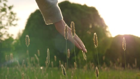 Mano-de-mujer-toque-suavemente-las-hojas-de-la-hierba-contra-el-sol