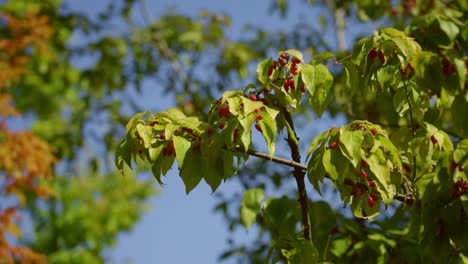 Autumn-leaves