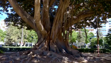 Gran-Ficus-en-Valencia-o-Banyan-Tree-es-enorme-árbol-en-España