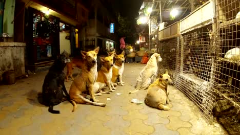 Pack-von-Hunden-schnappen-sich-auf-Meet-werfen-aus-Ladentheke-mit-Huhn