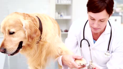 Veterinarian-cutting-dogs-nails