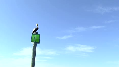 Pelican-sitting-on-post-flys-away