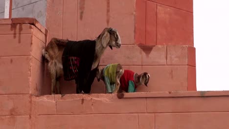 Cabra-madre-con-dos-goatling-en-varanasí-street,-India