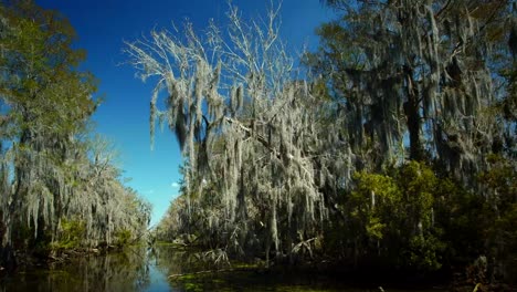 Nueva-Orleans,-de-marzo-de-2014:-Una-rama-equipada-con-musgo-español-en-el-Bayou