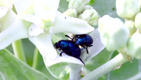 Insectos-en-blanco-flores