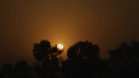 Locked-on-shot-of-trees-at-sunrise,-Delhi,-India