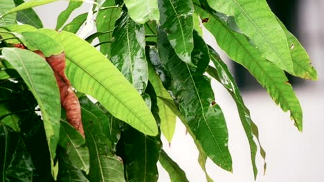 Área-de-hoja-de-un-casquillo-después-de-lluvia