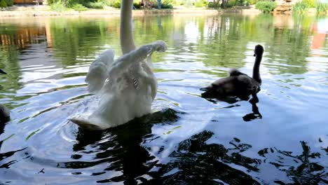 Cruel-treatment-with-wild-animals,-bird-with-Trimmed-wings-swim-In-lake,-white-swan-Can-not-fly,-avians-swim-in-river