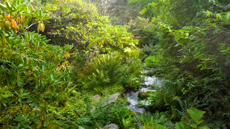 Corriente-en-el-Real-Jardín-Botánico-de-Edimburgo