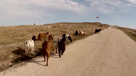 POV-alguien-sigue-un-rebaño-de-cabras-en-el-camino-a-la-tierra-en-lugar-de-la-antigua-fortaleza