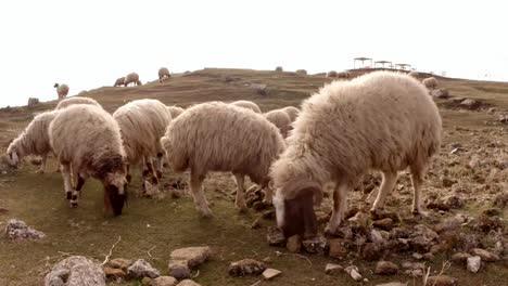 lop-eared-hairy-sheep-graze-on-a-hill-to-the-east-of-Turkey,-border-with-Syria