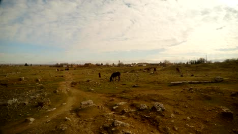 un-caballo-en-un-erial-pedregoso,-cerca-de-la-frontera-entre-Turquía-y-Siria