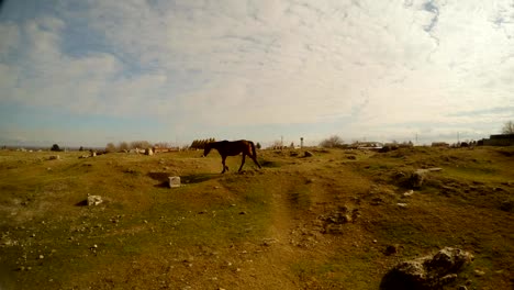 un-caballo-solitario-que-vaga-por-el-verde-terreno-pedregoso-en-la-distancia,-el-este-de-Turquía,-la-frontera-con-Siria