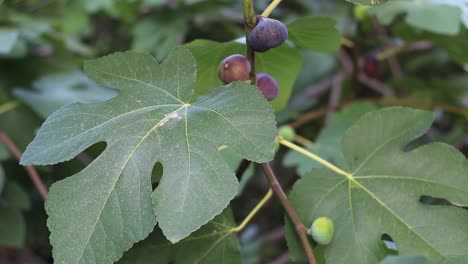 Feigenbaum-mit-dunklen-Früchten.-Schwarze-Mission-Feigen