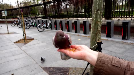 Vögel-auf-den-Straßen-von-Madrid,-Tauben-und-Spatzen.-Menschen-ernähren-Vögel-aus-Händen.