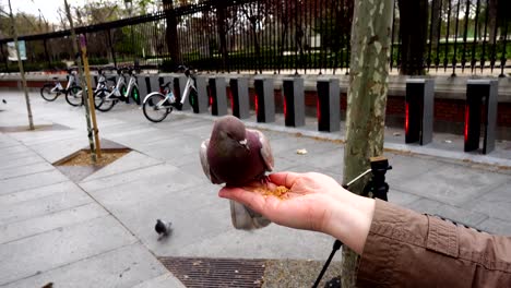 Aves-en-las-calles-de-Madrid,-palomas-y-gorriones.-Personas-alimentan-aves-de-manos.