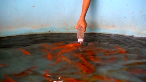 Alimentación-de-peces-Koi-o-Amur-pescados-de-la-carpa-por-la-botella-de-leche-y-nadar-en-el-estanque.-Lo-naranja-carpa-colorida.-Tiempo-de-relajación-para-vacaciones-en-vacaciones.