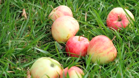 Rote-Äpfel-am-Rasen-im-Sommer