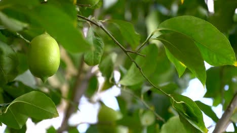 limón,-fruta,-izmir,-verde