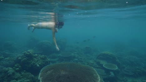 Frau-im-Schnorchel-Maske-undersea-schwimmen-und-Korallenriff-und-Fische-zu-beobachten.-Junge-Frau-im-Ozean-Schnorcheln-und-Unterwasserwelt-genießen.-Leben-im-Meer.