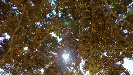 Big-ficus-in-Valencia-or-banyan-tree---is-huge-tree-in-Spain