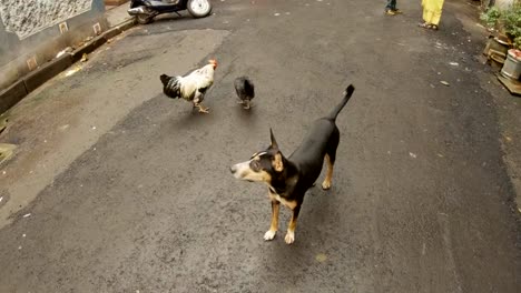 Perro-negro-polla-y-gallina-en-carretera-asfaltada