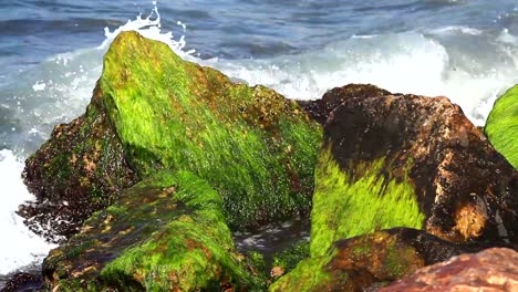Ocean-water-with-algae-and-rocks
