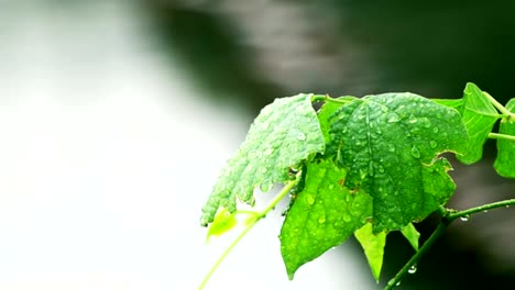 Área-de-hoja-de-un-casquillo-después-de-lluvia