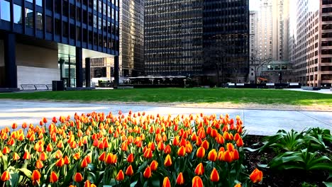 Tulipanes-de-primavera-en-el-centro-de-la-ciudad