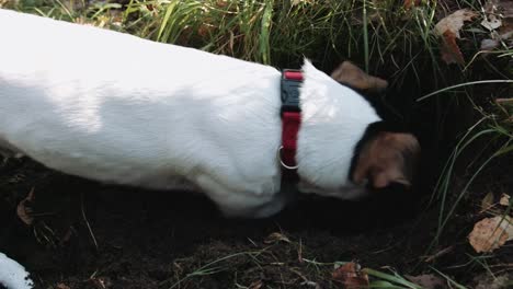 Raza-de-perro-Jack-Russell-Terrier-caminar-en-el-parque