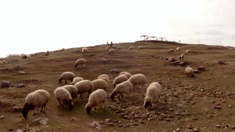 ovejas-de-pelo-corto-y-las-mujeres-árabes-en-la-distancia-al-sur-de-Turquía,-frontera-con-Siria