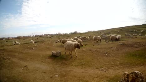 hängeohrigen-Schafherde-auf-einem-steinigen-Hügel-im-Süden-der-Türkei