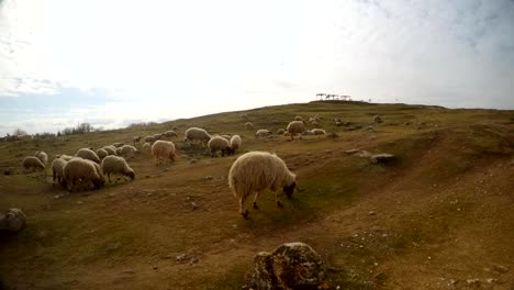 ovejas,-hierba-de-la-roedura-en-la-frontera-de-Cerro,-este-de-Turquía,-con-Siria