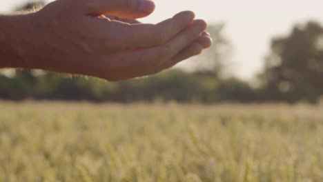 Agricultor-comprueba-trigo-con-llamaradas-de-la-lente-y-épica-puesta-del-sol---el-rojo